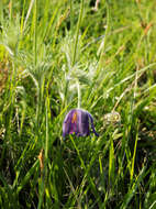 Imagem de Pulsatilla vulgaris Miller