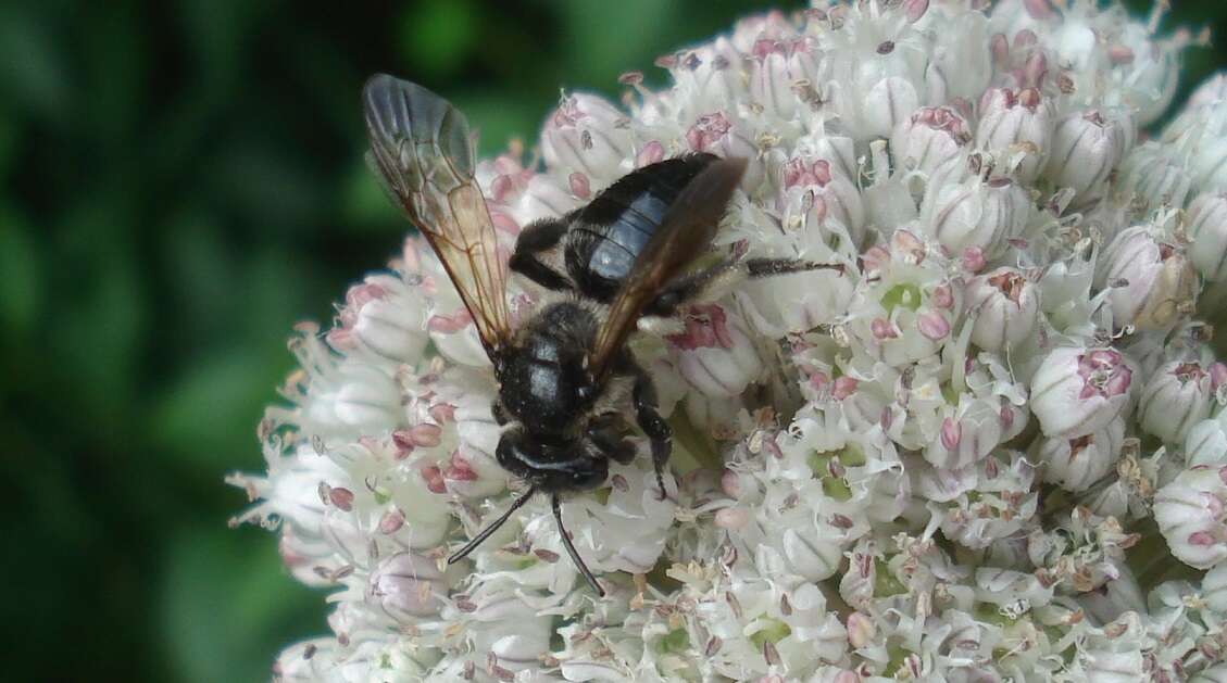 Image of Andrena pilipes Fabricius 1781