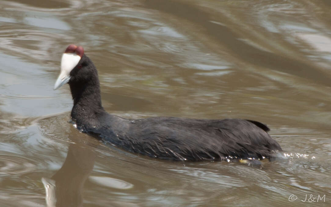 Imagem de Fulica cristata Gmelin & JF 1789