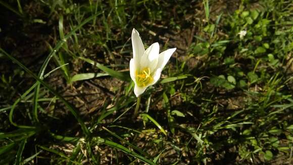 Imagem de Zephyranthes mesochloa Herb. ex Lindl.