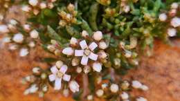 Crassula exilis subsp. sedifolia (N. E. Br.) Tölken resmi