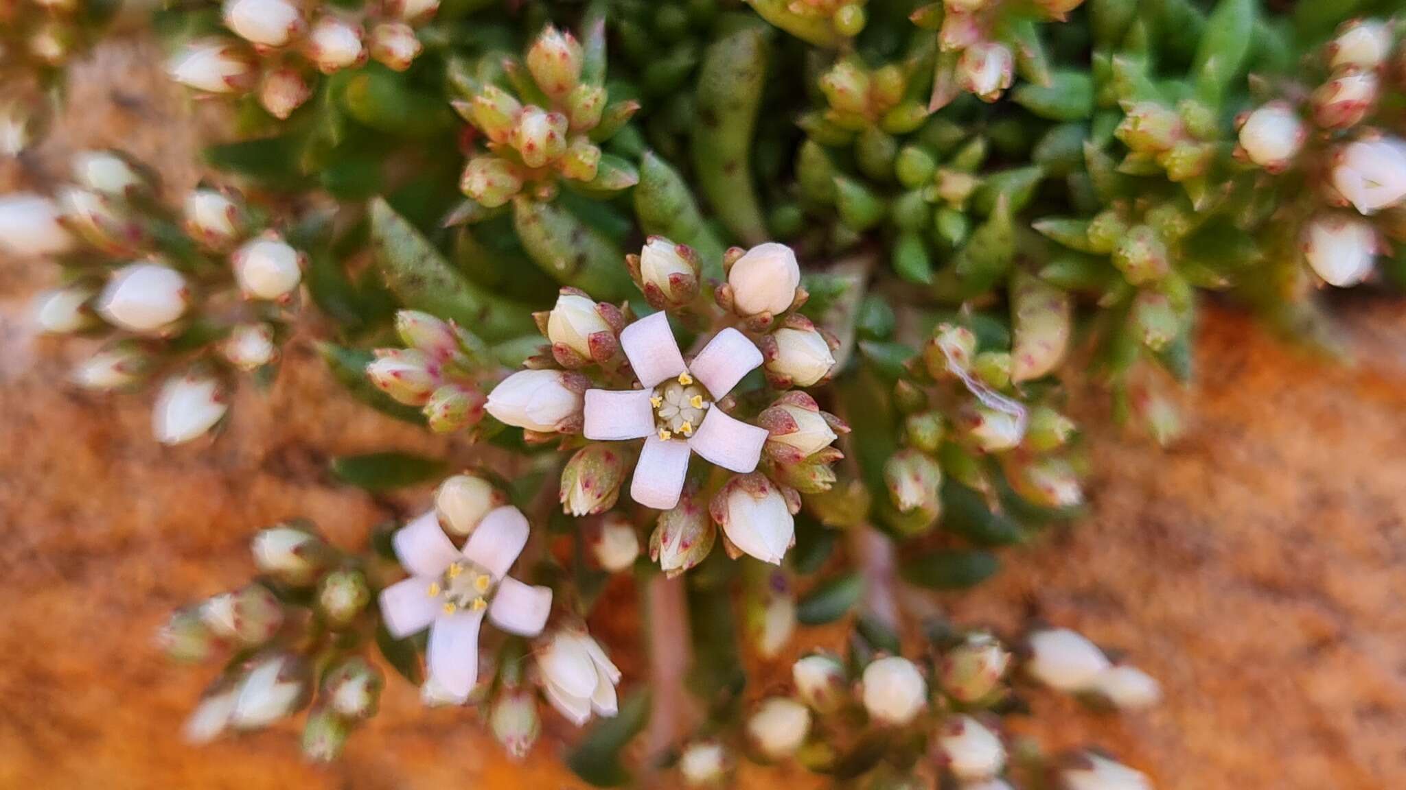 Crassula exilis subsp. sedifolia (N. E. Br.) Tölken resmi