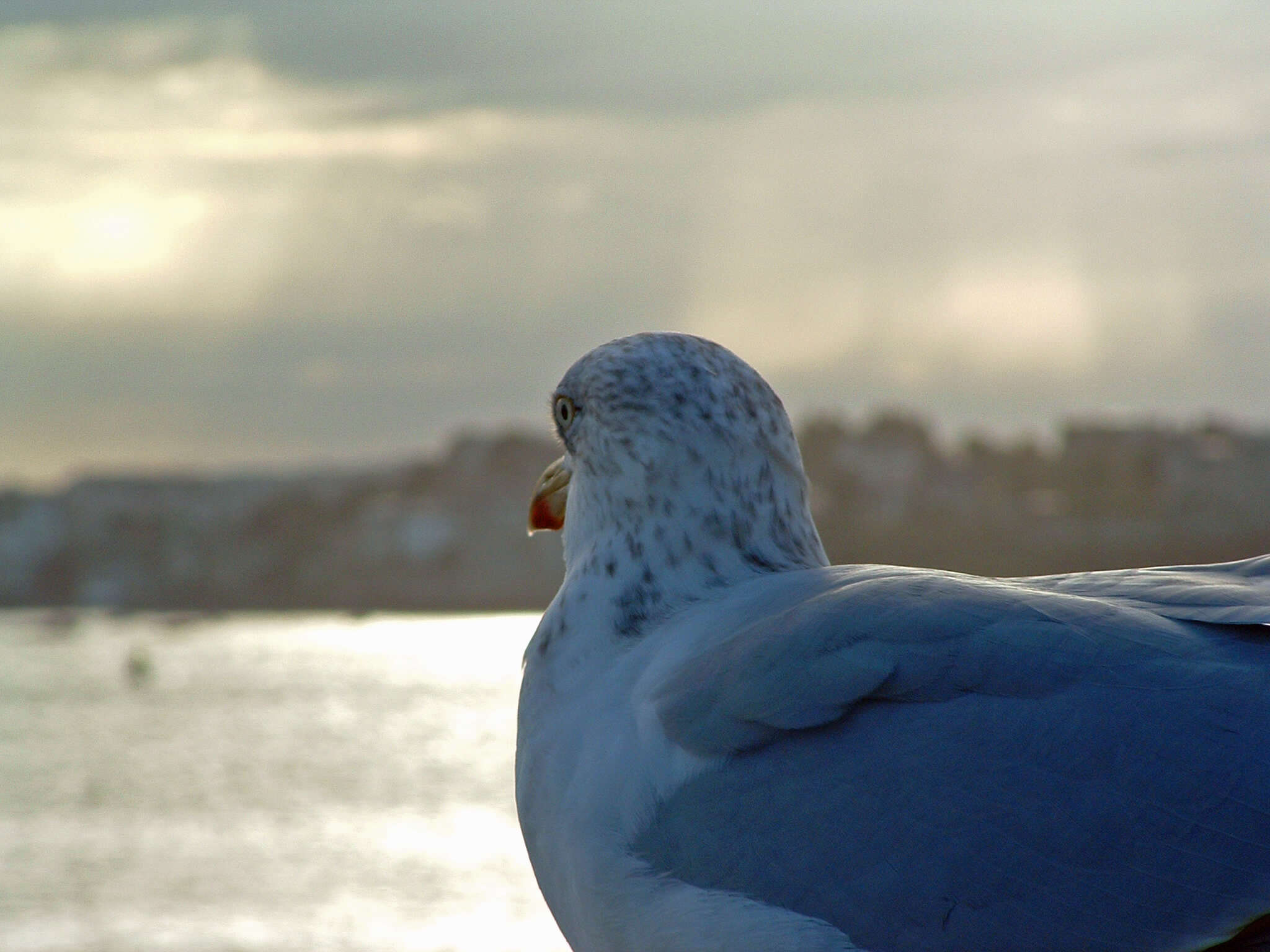 Image of European Herring Gull