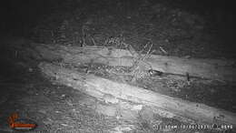 Image of Mexican woodrat