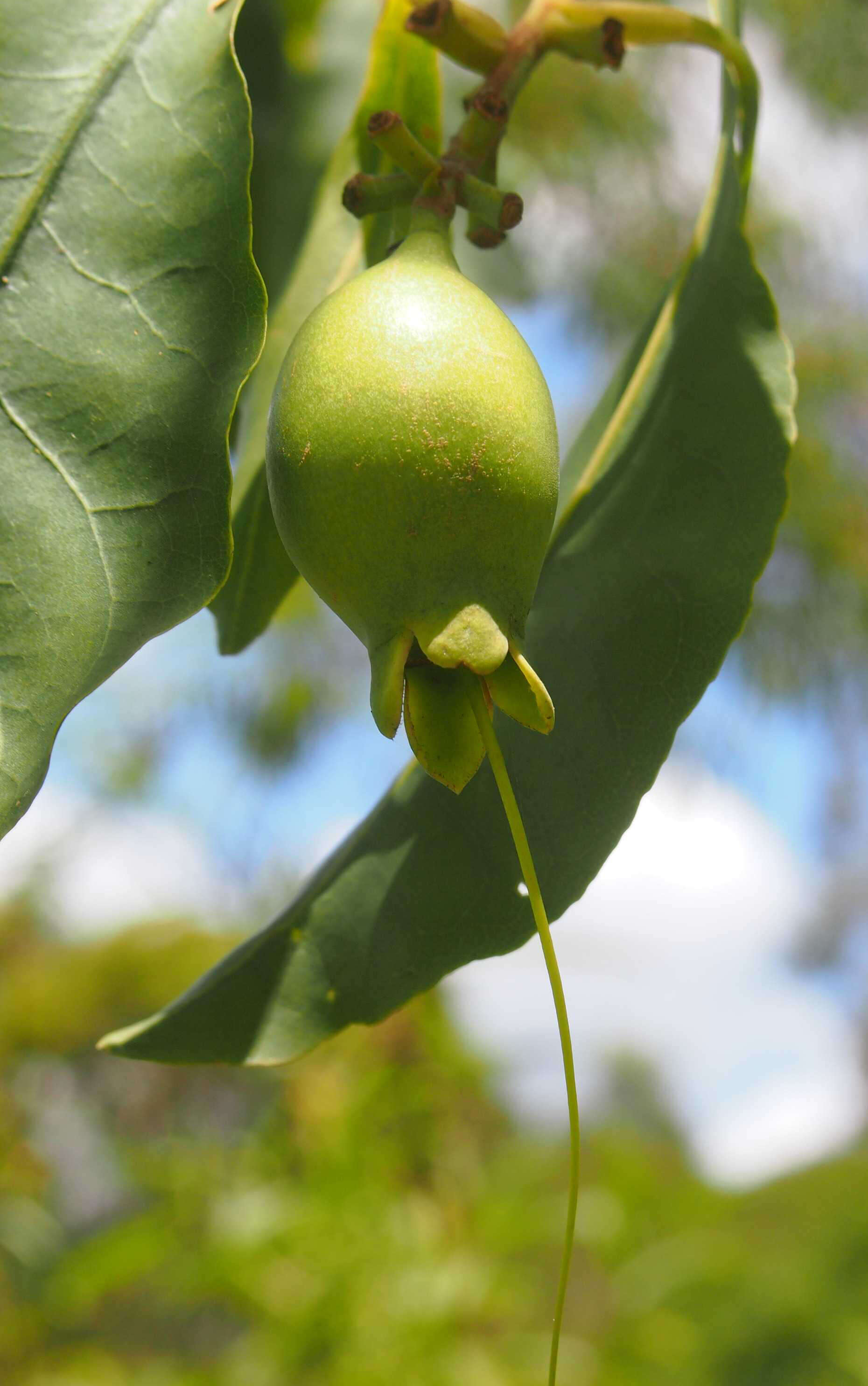 Image of Planchonia careya (F. Muell.) R. Knuth