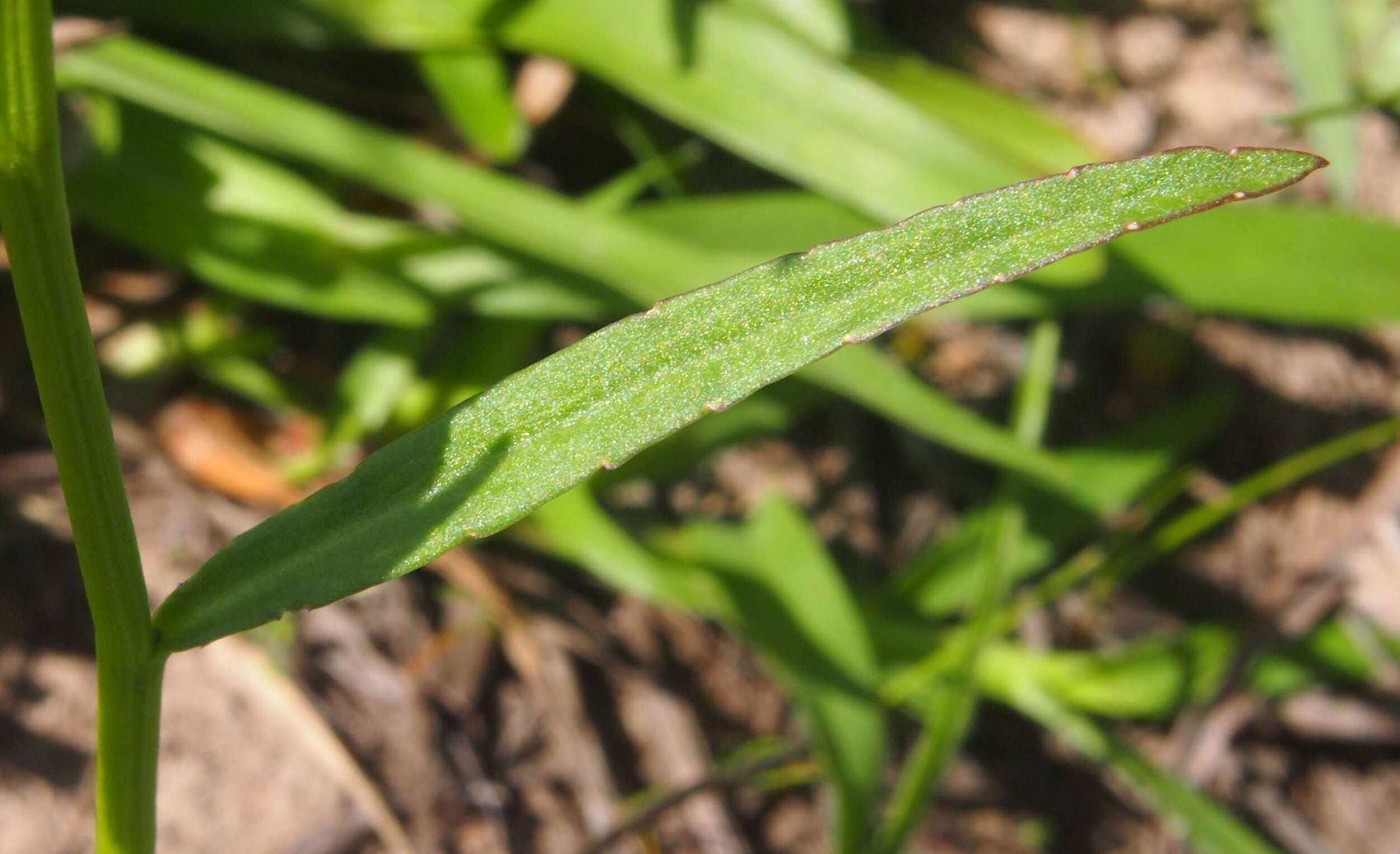 Image de Lobelia anceps L. fil.