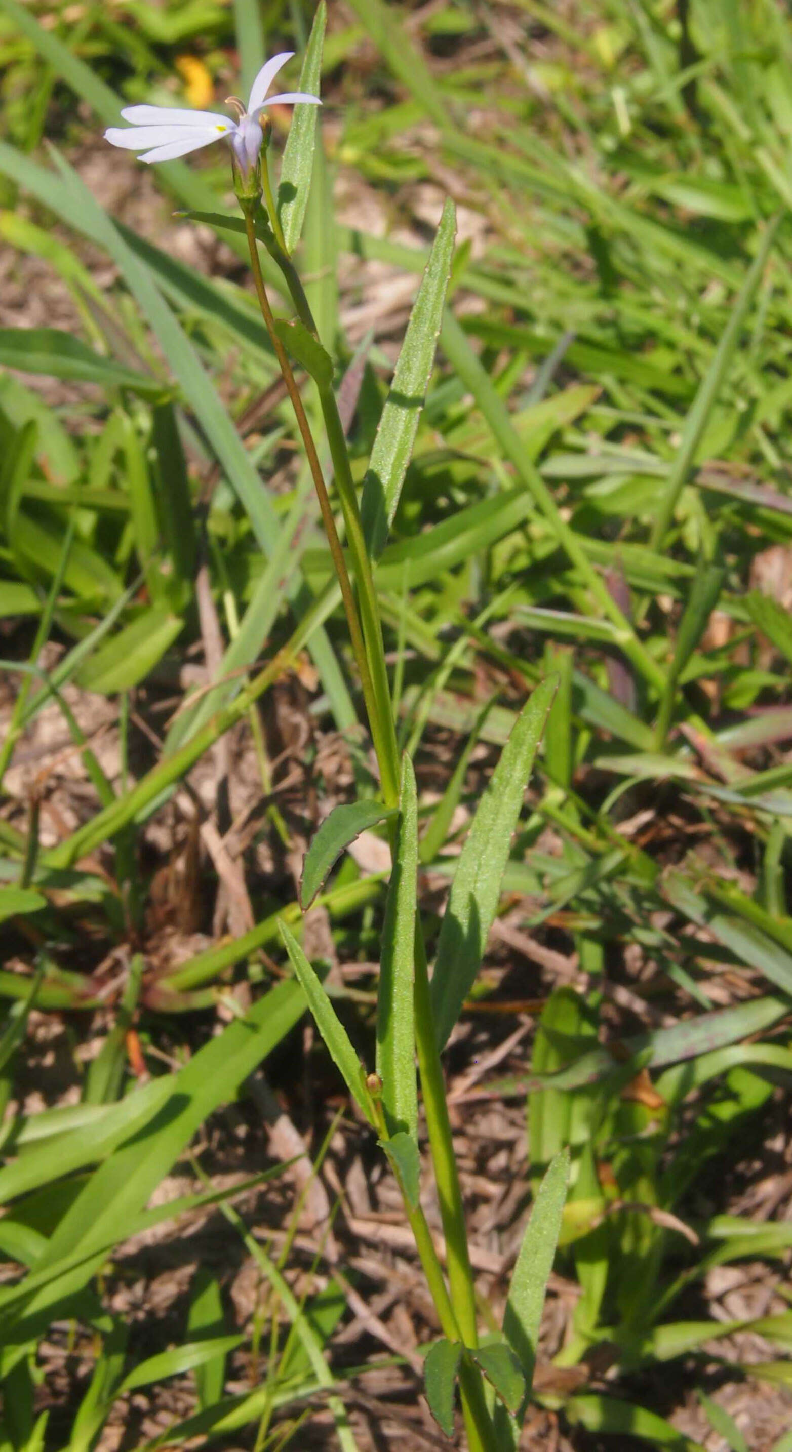 Image of Lobelia anceps L. fil.