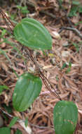 Image of Smilax australis R. Br.