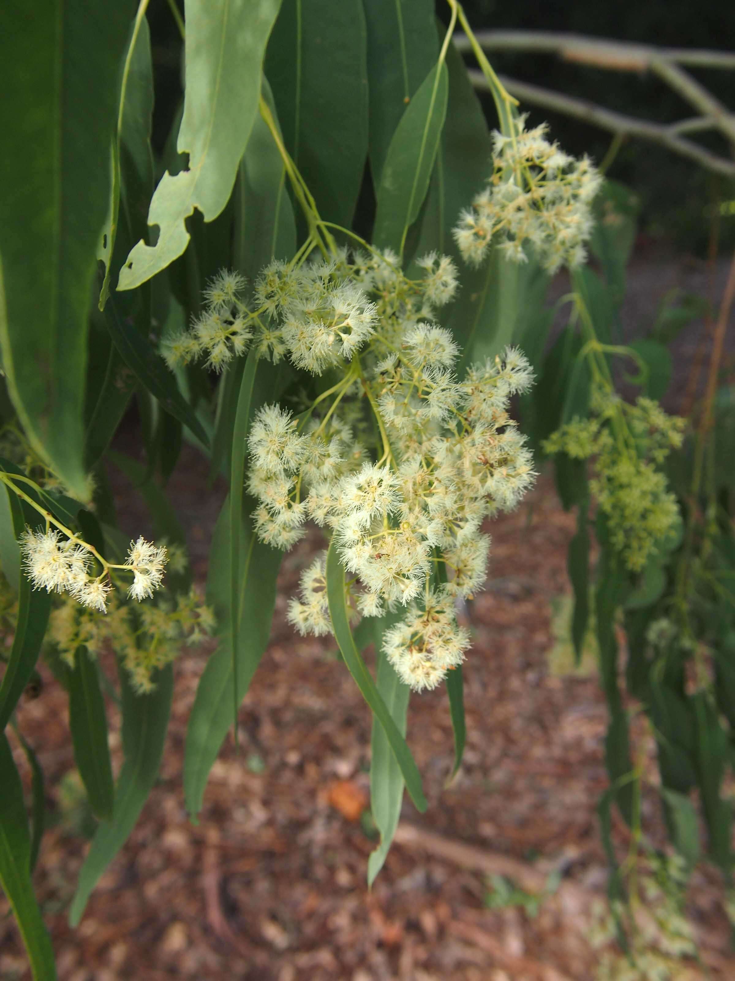 صورة Eucalyptus raveretiana F. Müll.