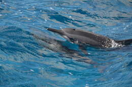 Image of Long-beaked Dolphin