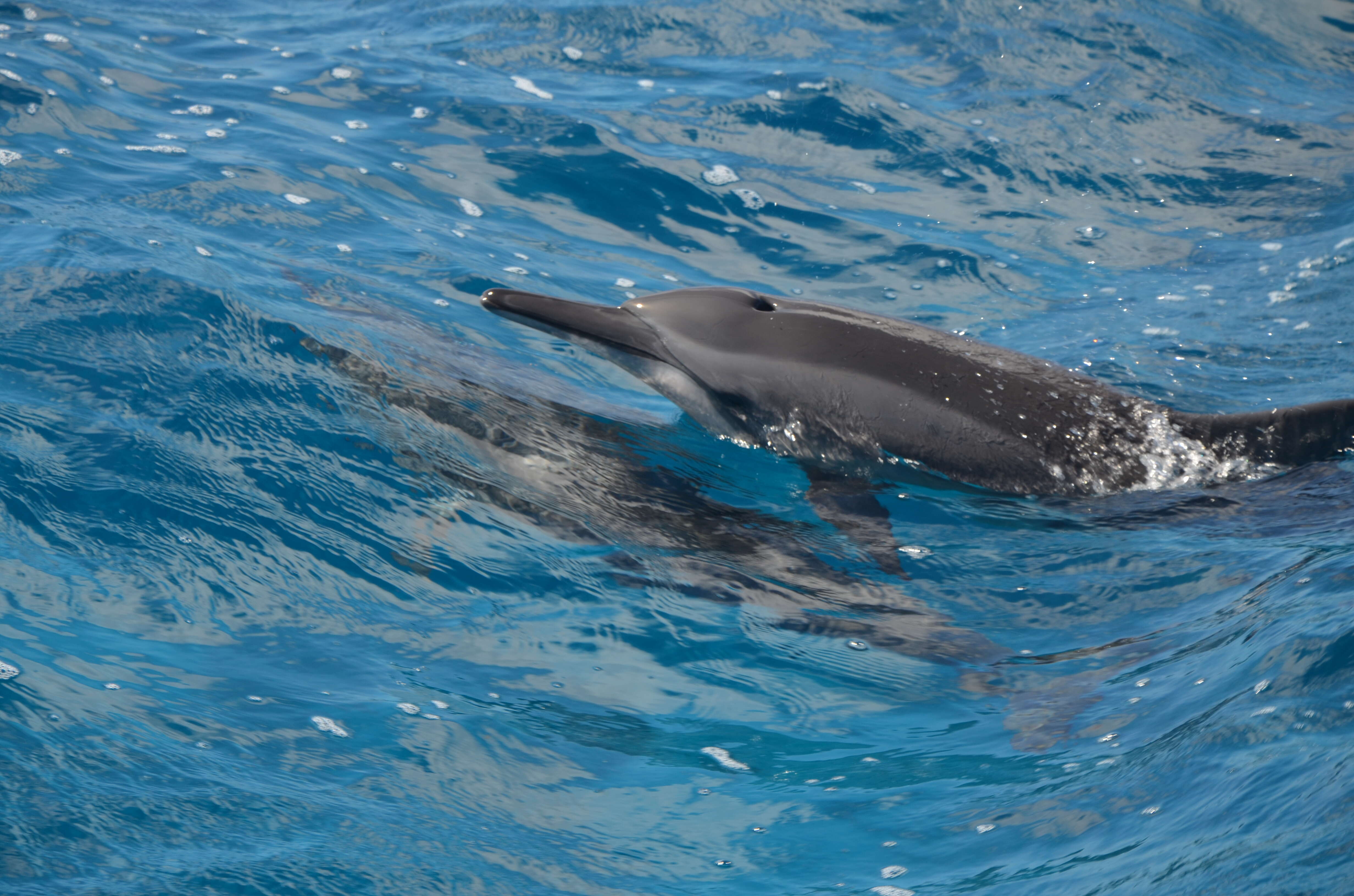 Image of Long-beaked Dolphin