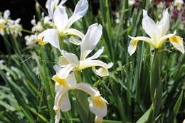 Image de Iris orientalis Mill.