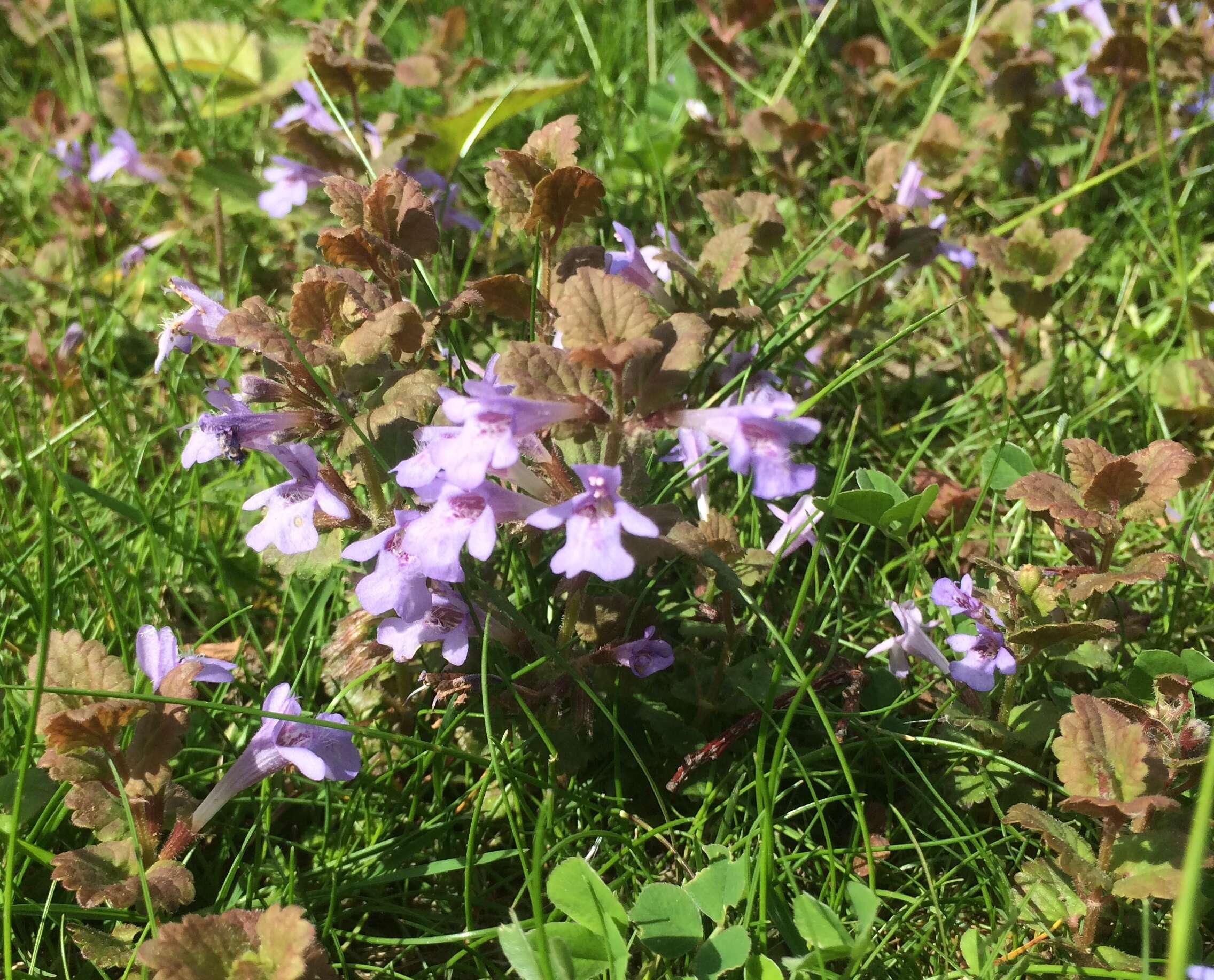 Image of Ground ivy