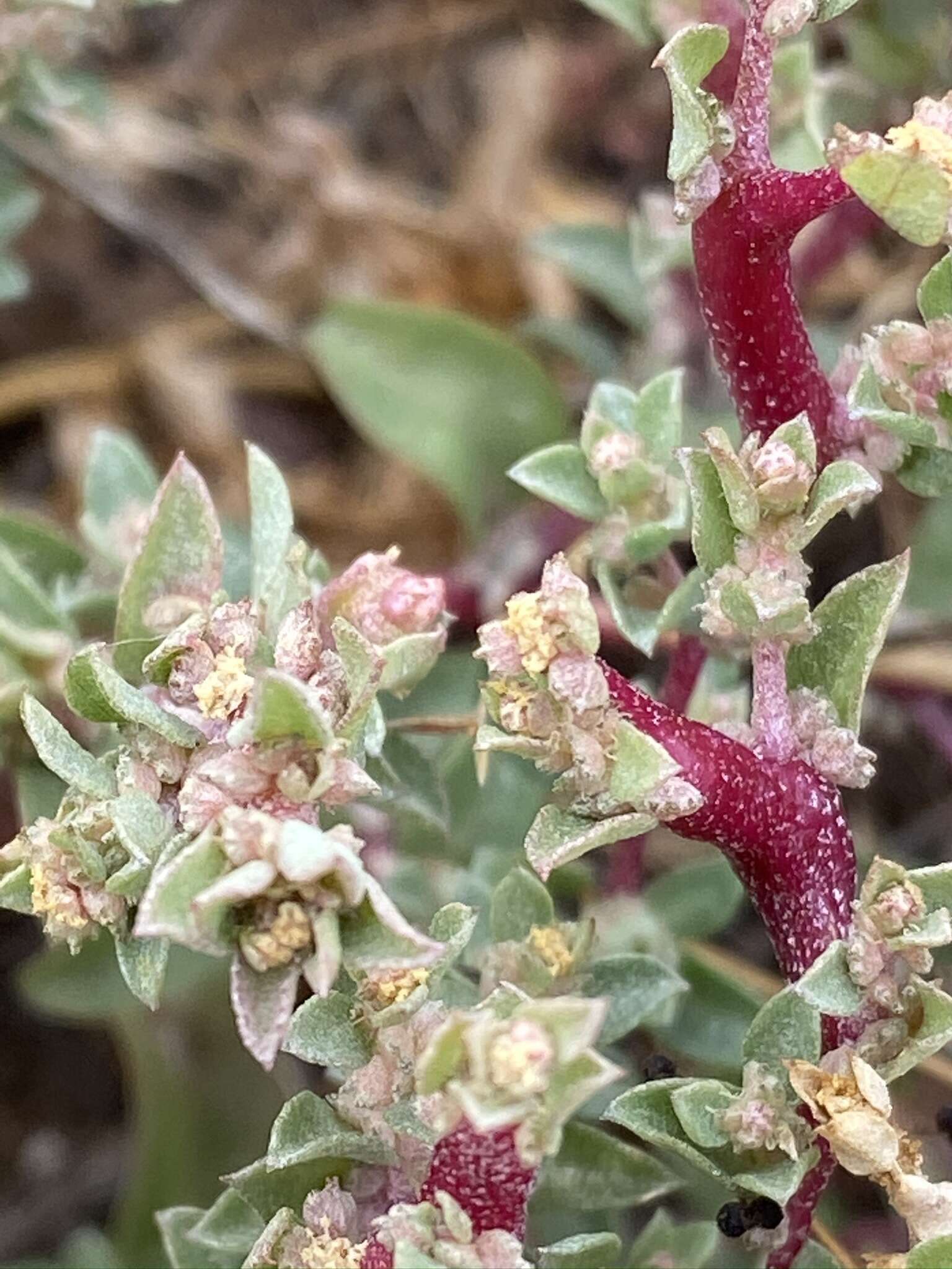 Image de Atriplex pacifica A. Nelson