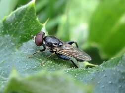 صورة Tropidia scita (Harris 1780)