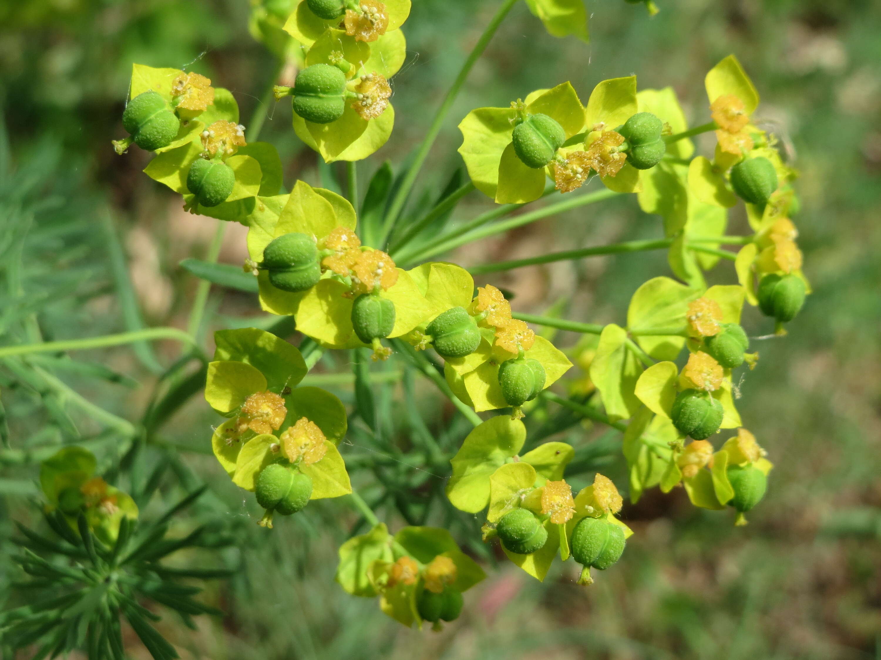 Image de Euphorbe petit cyprès