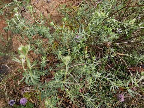 Plancia ëd Dorycnium pentaphyllum subsp. germanicum (Gremli) Gams