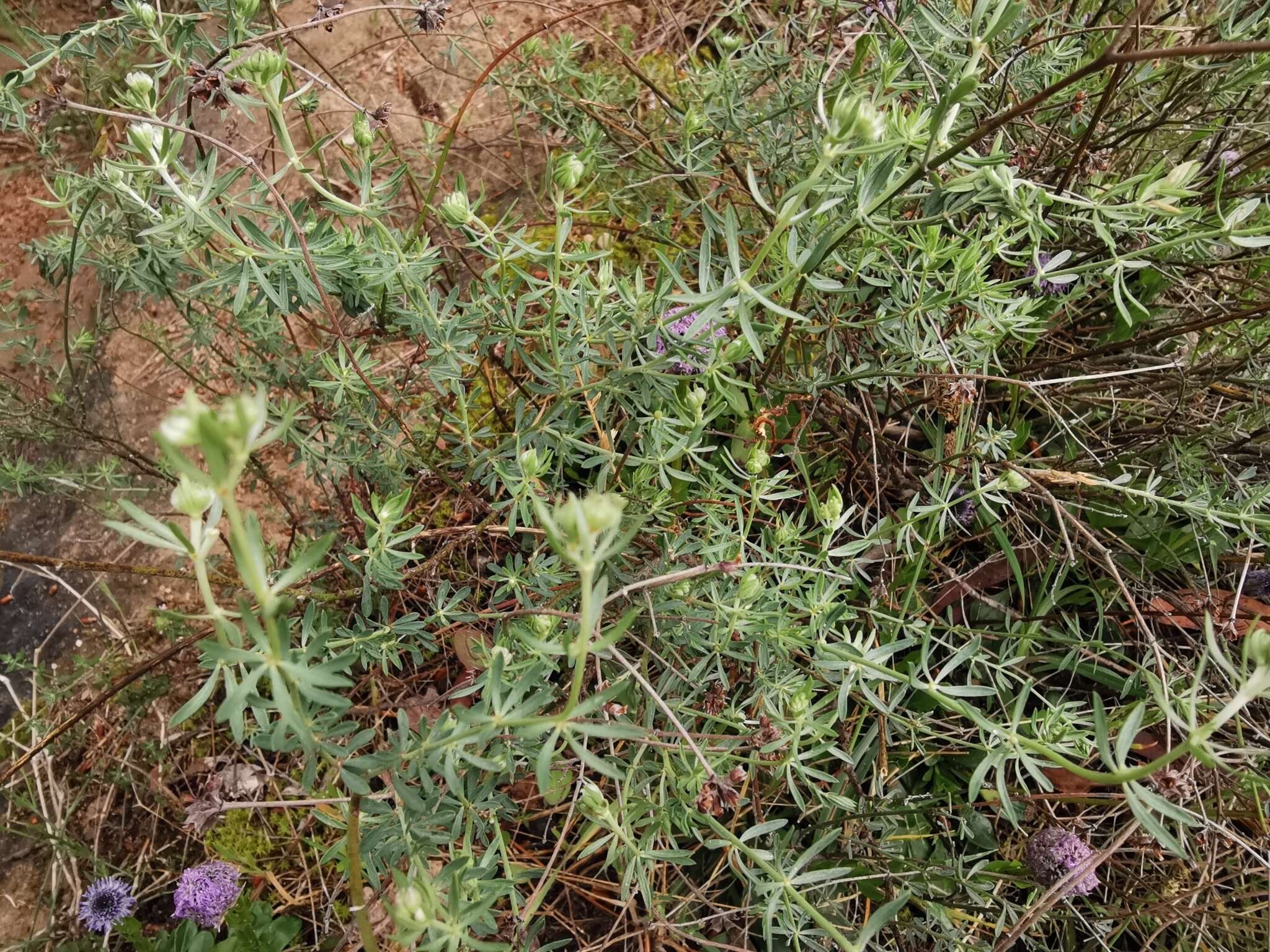 Image of Dorycnium pentaphyllum subsp. germanicum (Gremli) Gams