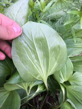 Image of Idaho trillium