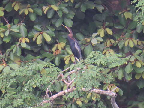 Image of Oriental Darter