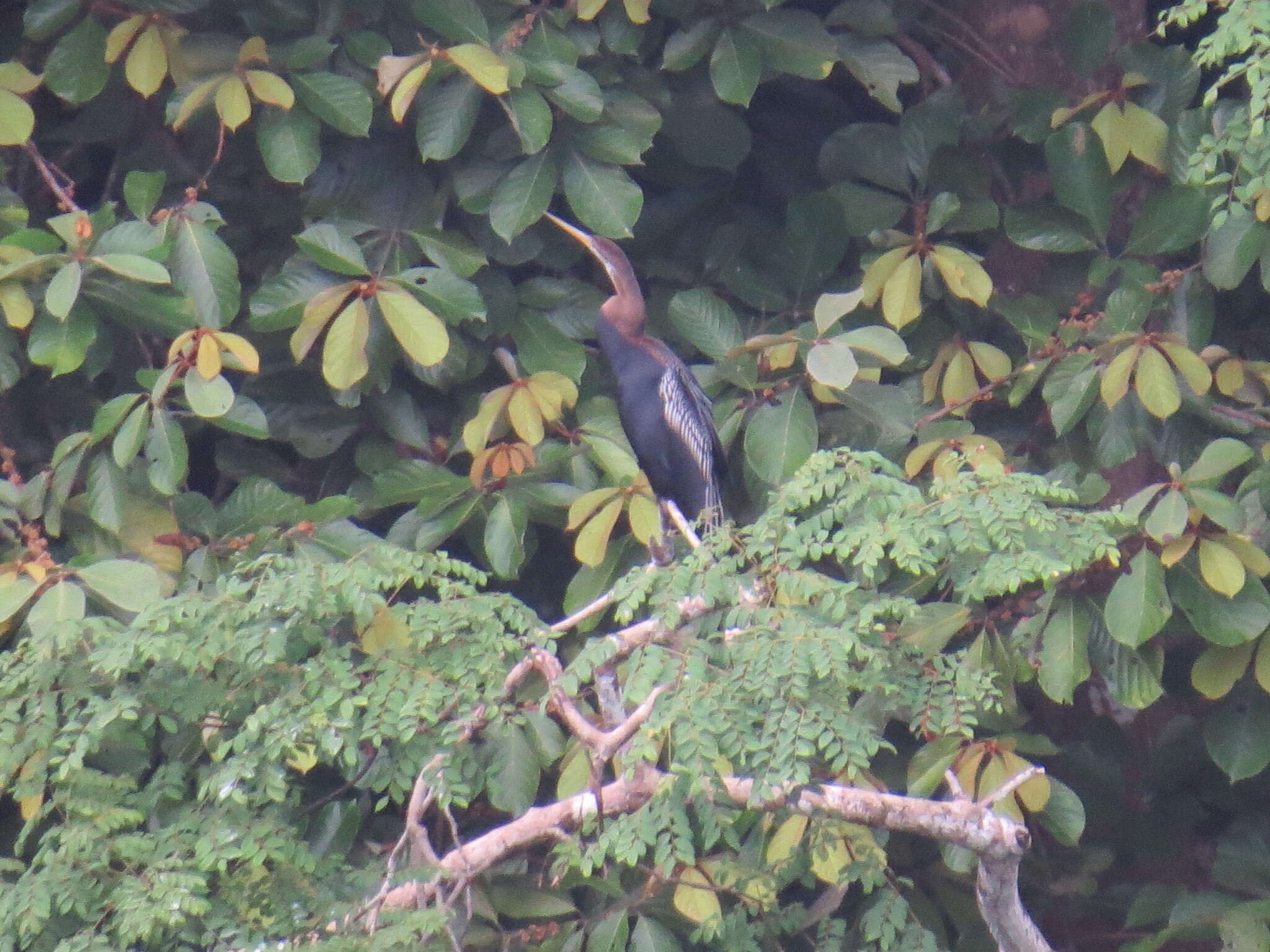 Plancia ëd Anhinga melanogaster Pennant 1769