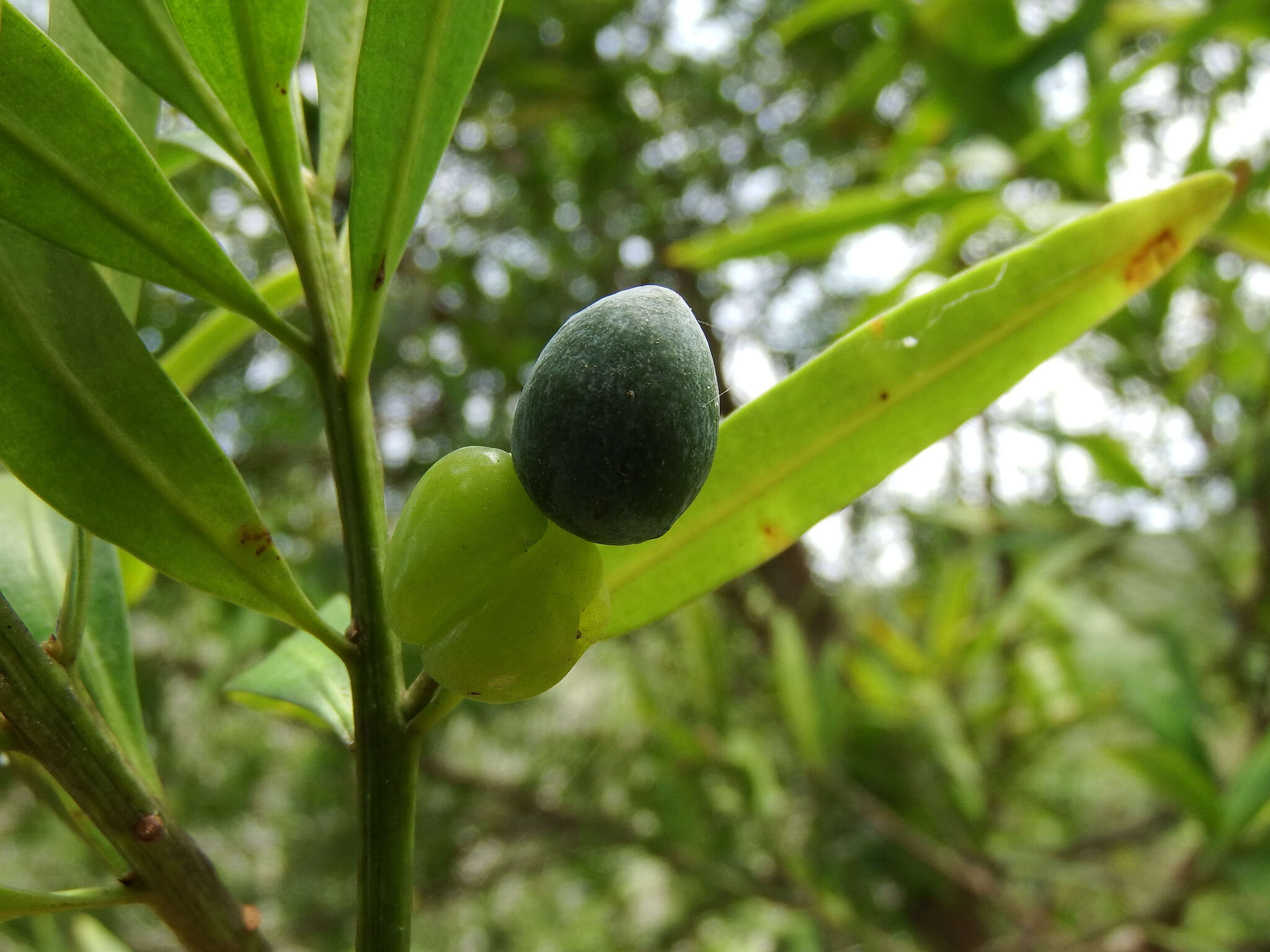 Podocarpus nakaii Hayata resmi