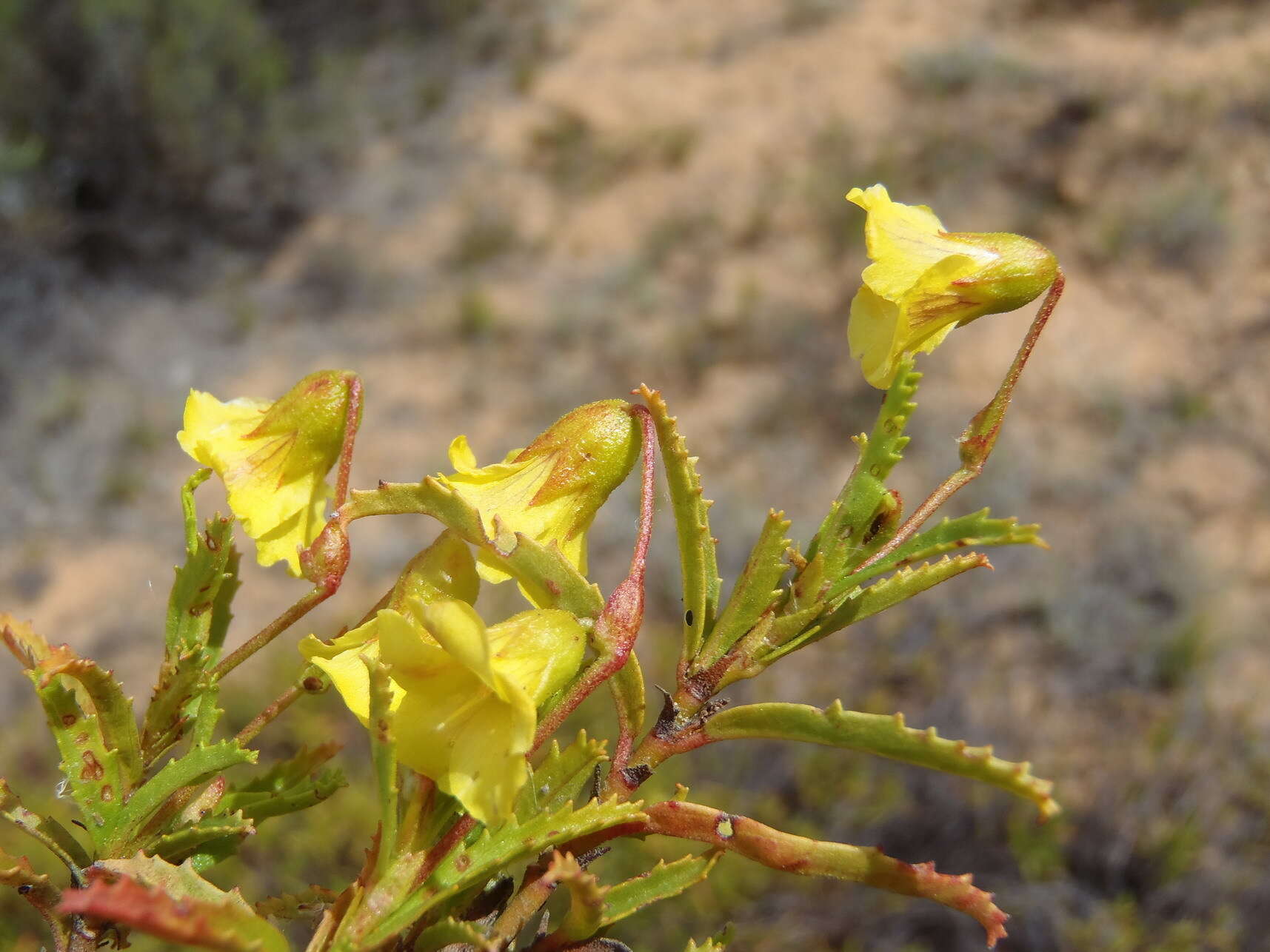 Image de Hermannia saccifera (Turcz.)