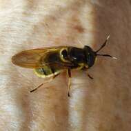 Image of Golden hoverfly