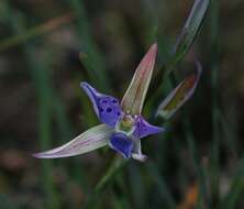 Image of Thelymitra hiemalis D. L. Jones & M. A. Clem.