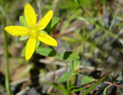 Image of St John's-wort