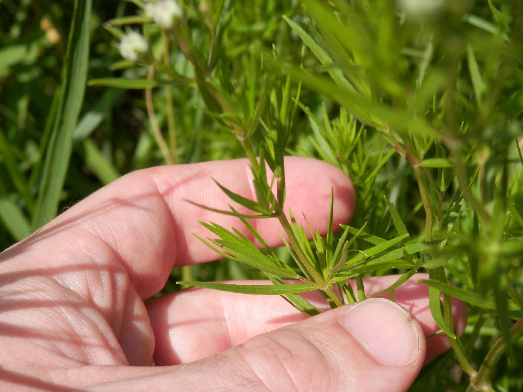 Image of narrowleaf mountainmint