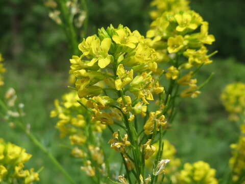 Image of winter-cress, yellow rocket