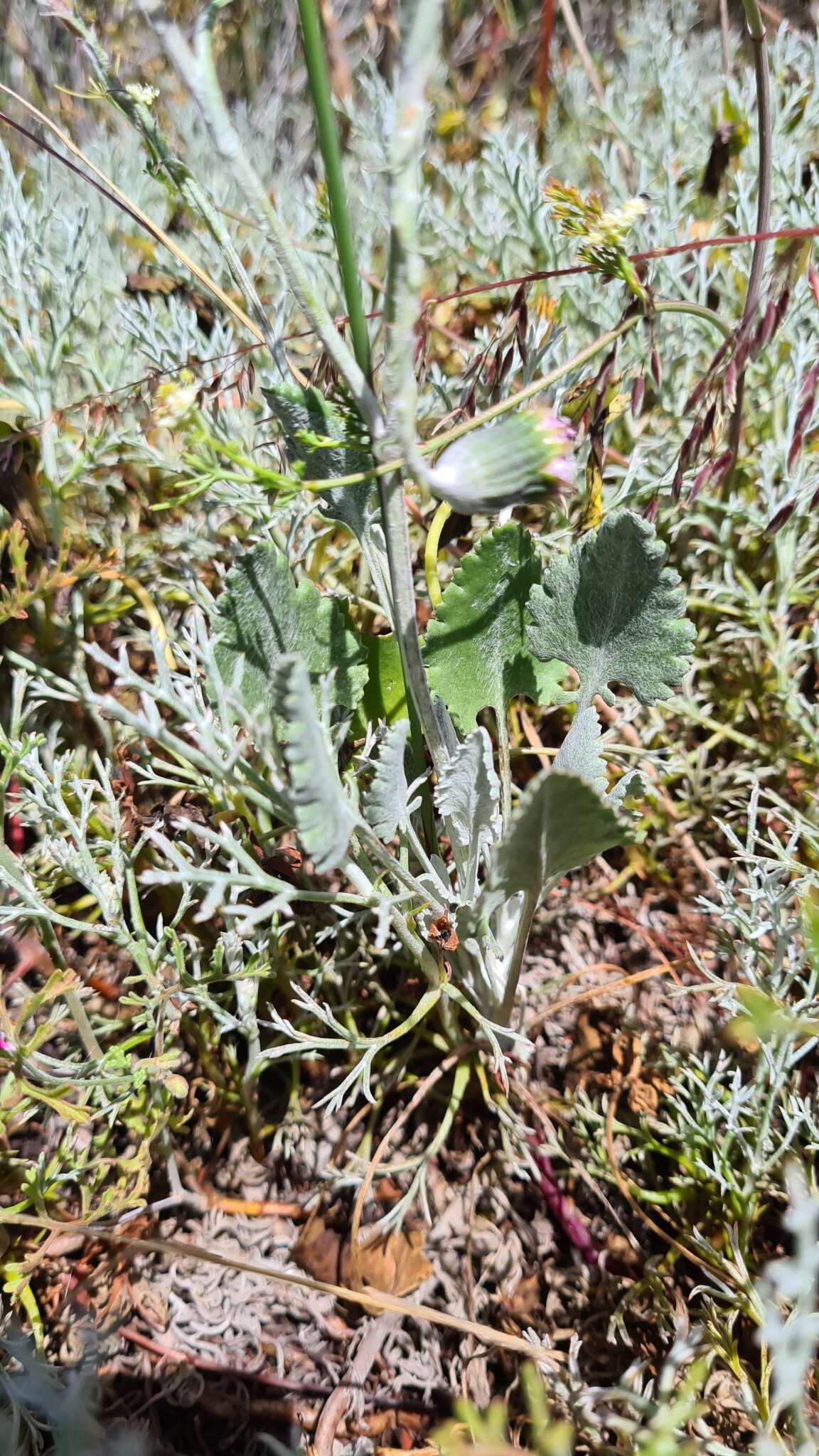 Image of Bolandia elongata (L. fil.) J. C. Manning & Cron