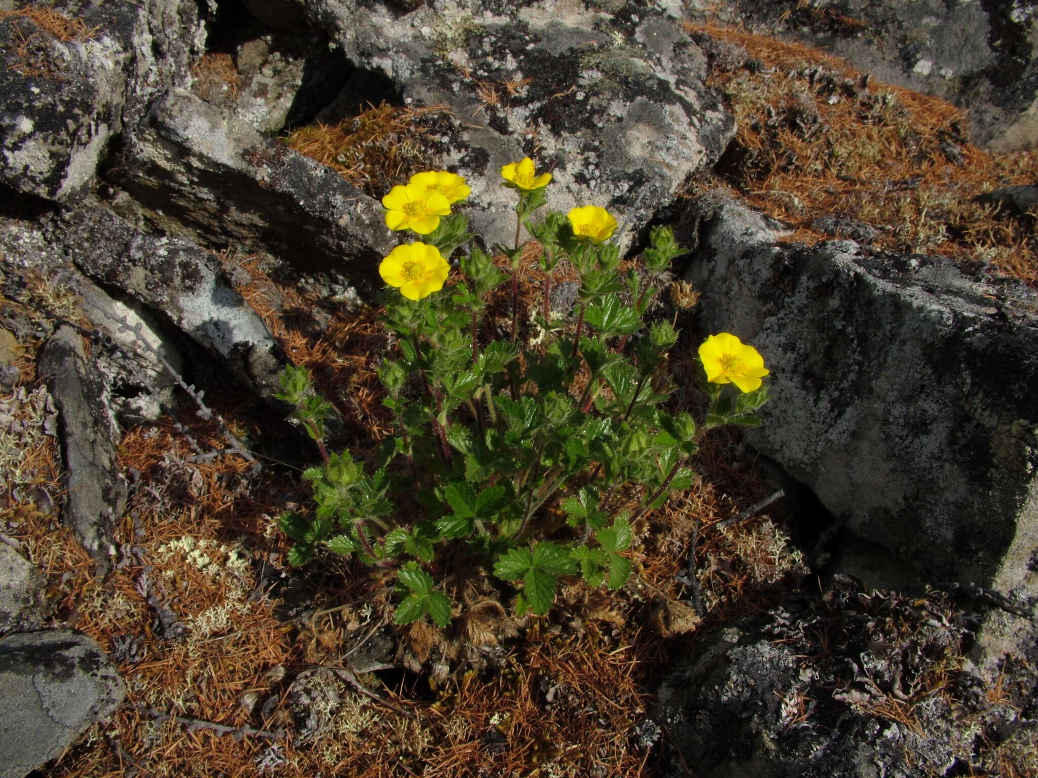 Image de Potentilla asperrima Turcz.