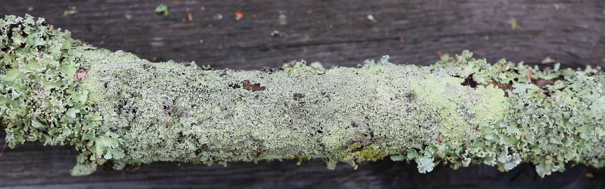 Image of dirinaria lichen