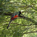 Imagem de Trogon elegans ambiguus Gould 1835