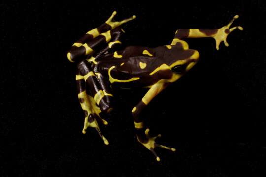 Image of Pirre Harlequin Frog