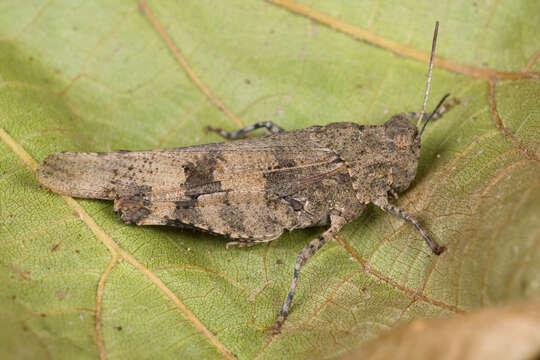 Image of blue-winged grasshopper