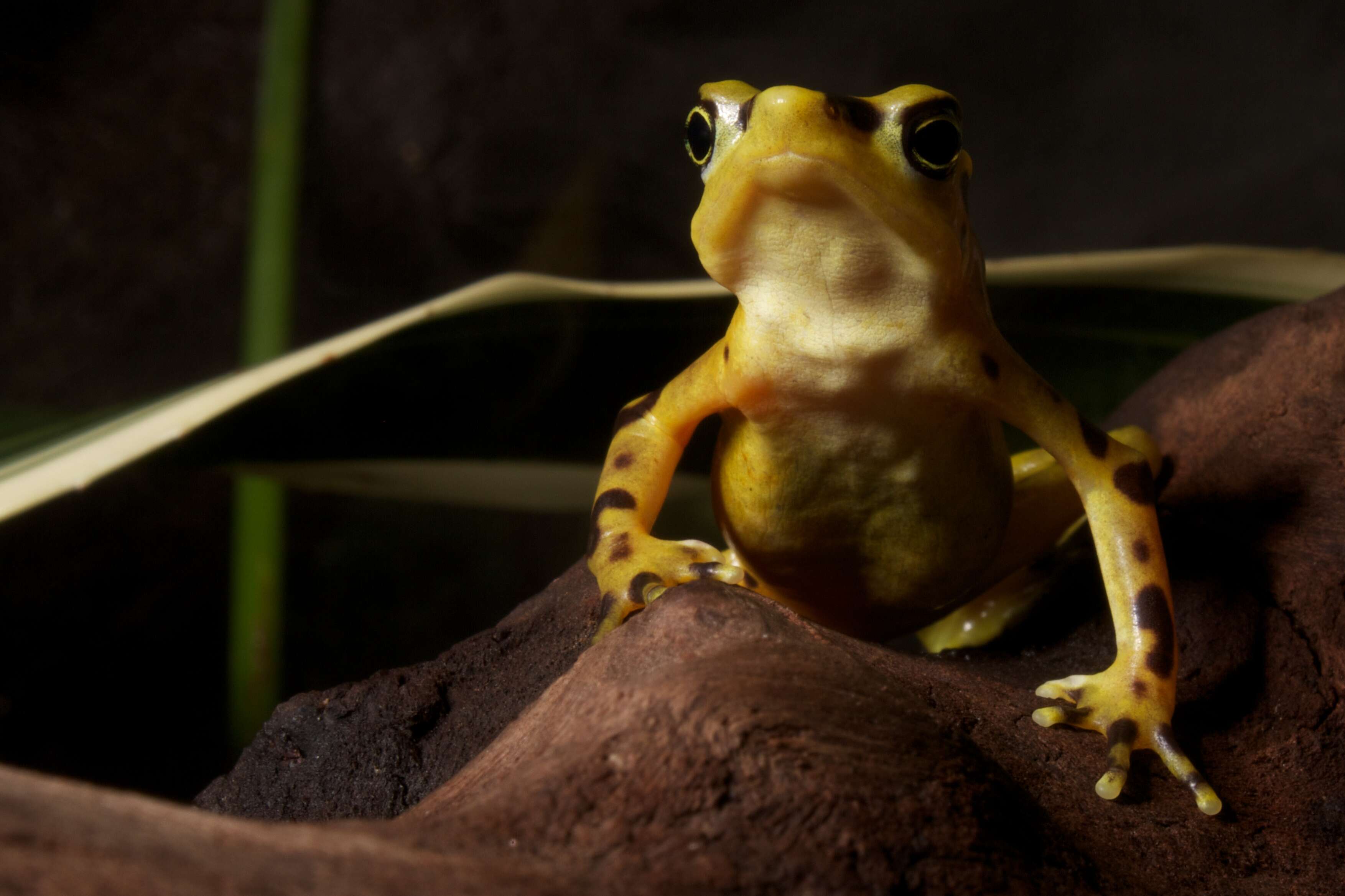 Image of Golden arrow poison frog