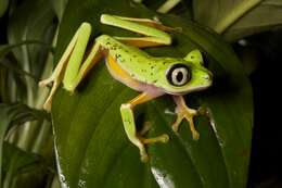 Image of Lemur Leaf Frog