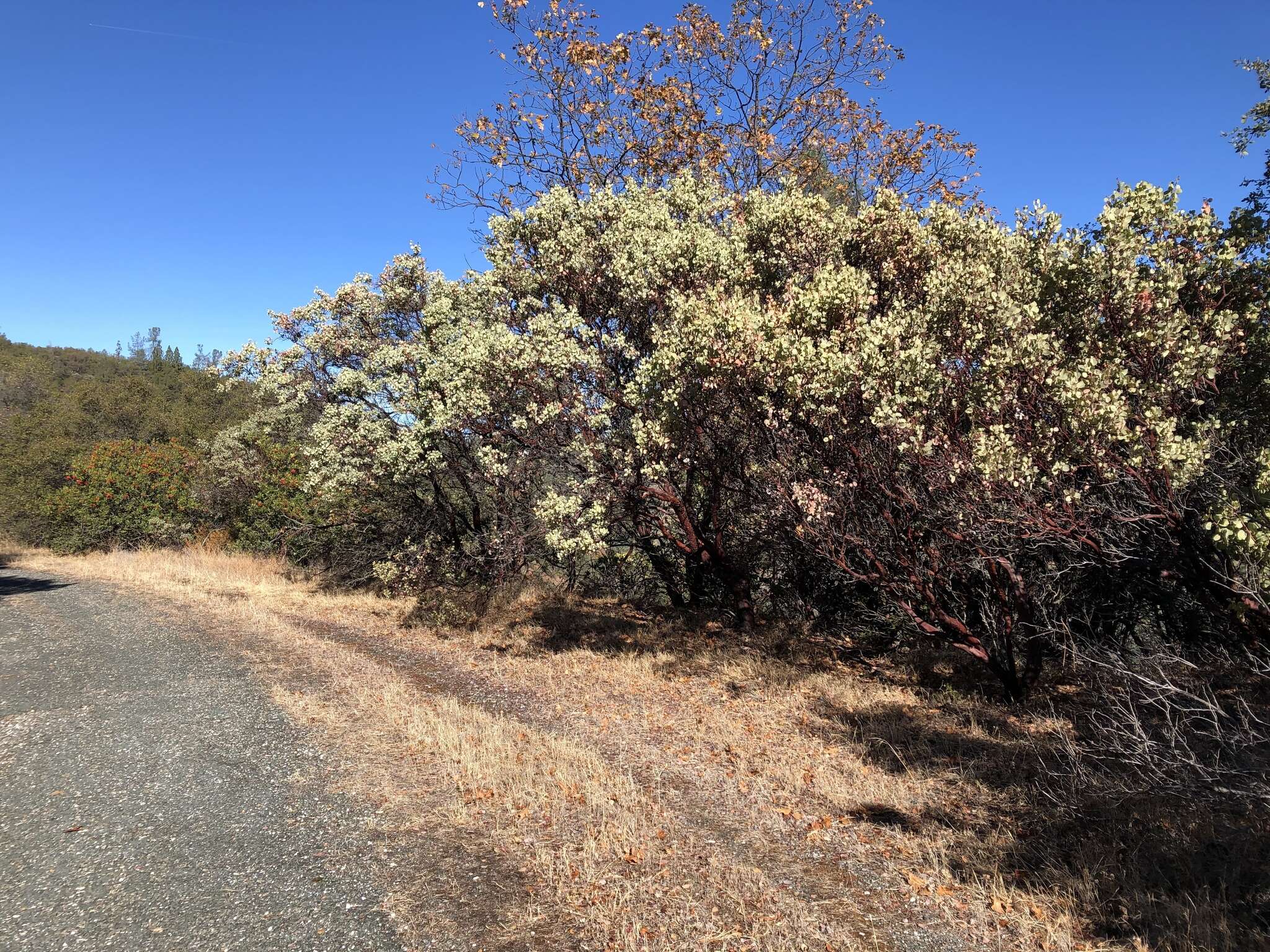 Arctostaphylos viscida subsp. viscida resmi