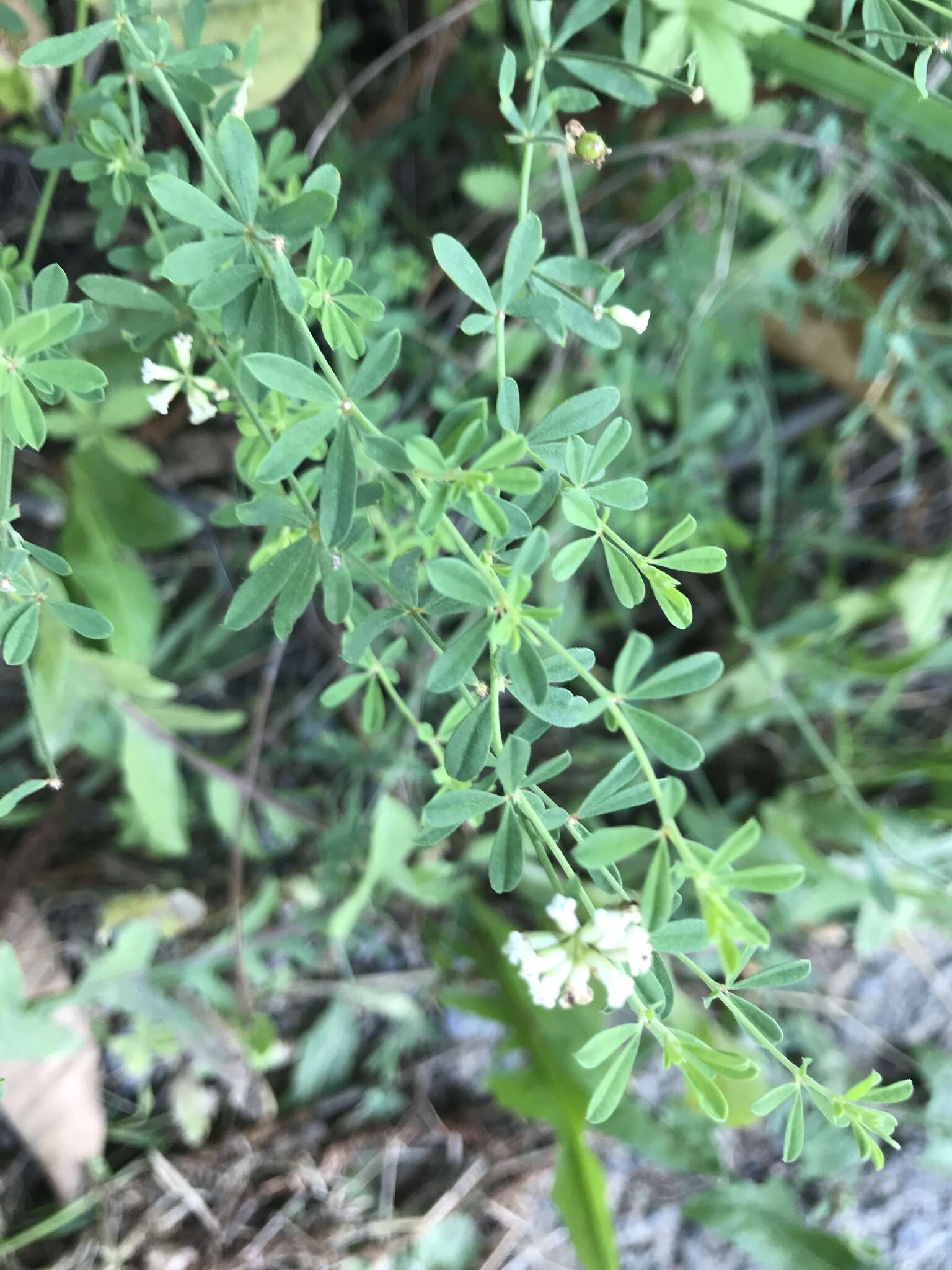 Image of Dorycnium pentaphyllum subsp. germanicum (Gremli) Gams