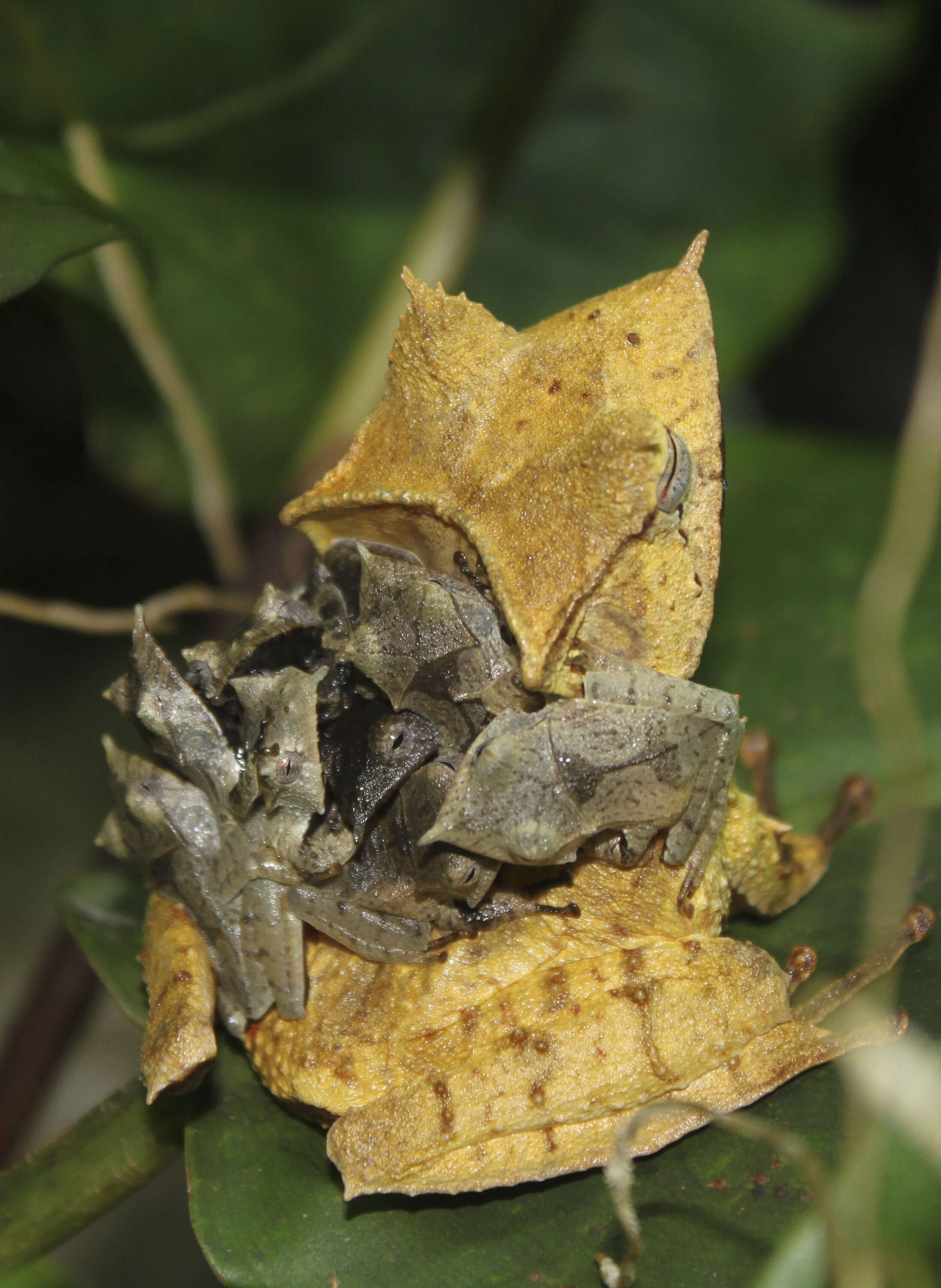 Image of Banded Horned Treefrog