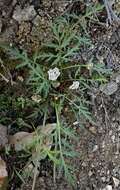 Image of Geyer's biscuitroot