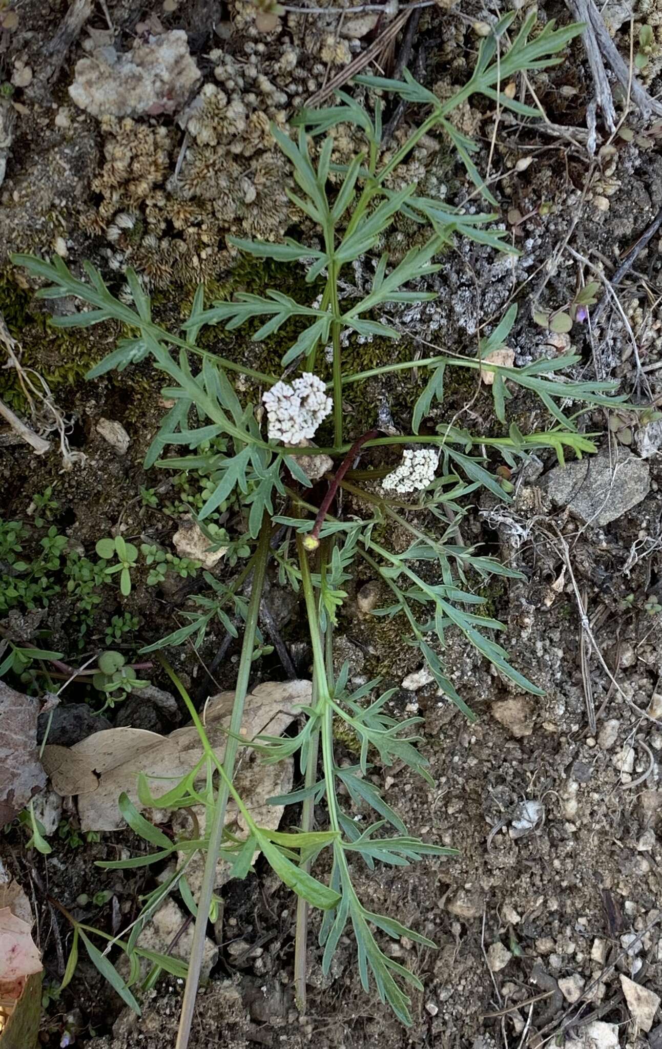 Image of Geyer's biscuitroot