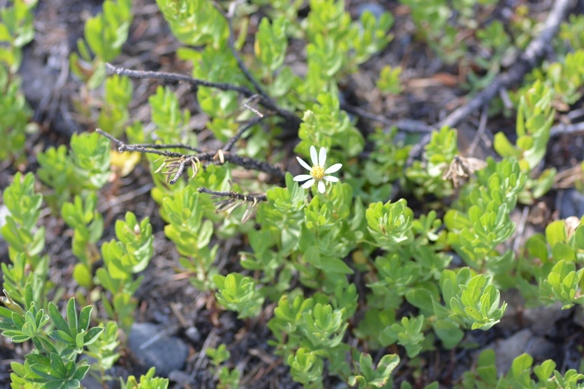 Слика од Eucephalus gormanii Piper