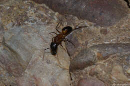 Imagem de Camponotus pilicornis (Roger 1859)