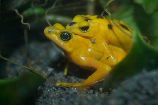 Image of Golden arrow poison frog