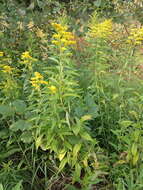 Image de Solidago snarskisii