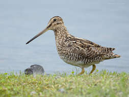 Image de Gallinago magellanica